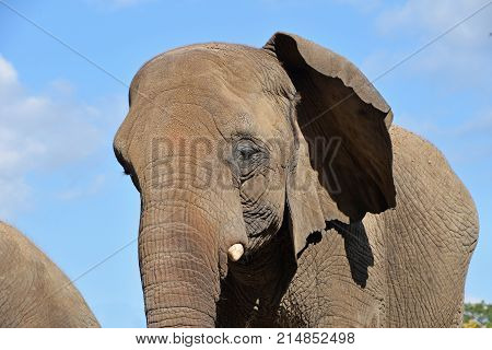 Extreme Close Up Half Profile Portrait Of Elephant