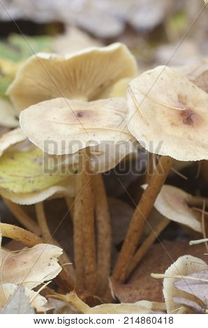 Pholiota lubrica mushrooms on a soil with autumn leaves