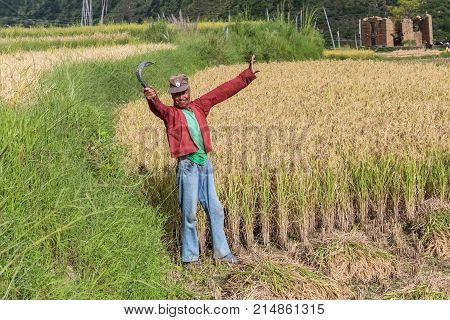 Thimphu Bhutan - September 16 2016: Bhutanese farmer holding a sickle in a rice field near Thimphu Bhutan Asia