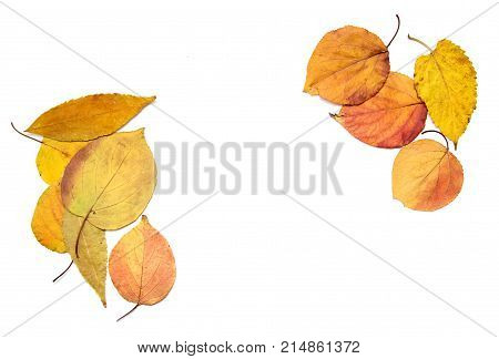 autumn leaves on a white background . Photos in the studio