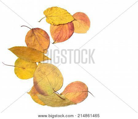 autumn leaves on a white background . Photos in the studio