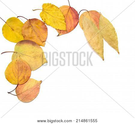 autumn leaves on a white background . Photos in the studio