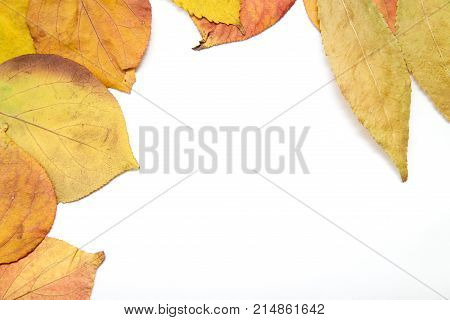 autumn leaves on a white background . Photos in the studio