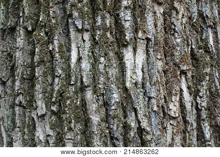 Rough And Deeply Fissured Bark Of A Tree