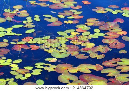 Lily Pads form a beautiful mosaic of color on the waters of Mabel Lake in northwoods Wisconsin