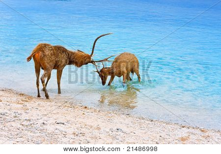 Dois cervos bunda chifres no Oceano
