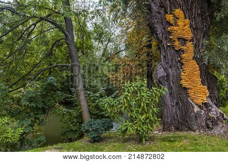 Huge yellow bracket fungus Laetiporus sulphureus on a tree near a river