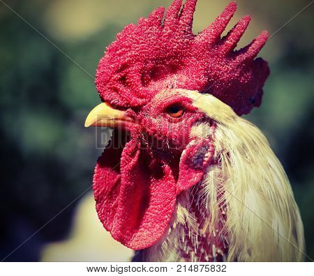 Portrait Of A Rooster With Red Crest And Vintage Effect