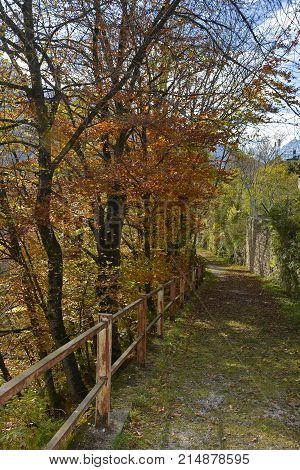 Trees in Erto Friuli Venezia Giulia north east Italy showing their autumn colours
