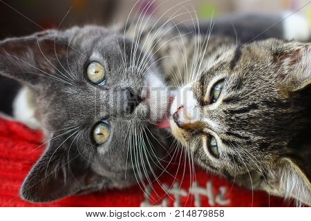 A grey kitten being licked by it's tabby littermate
