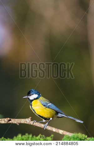 Flying Great Tit or Parus major with copy space for text. Vertical