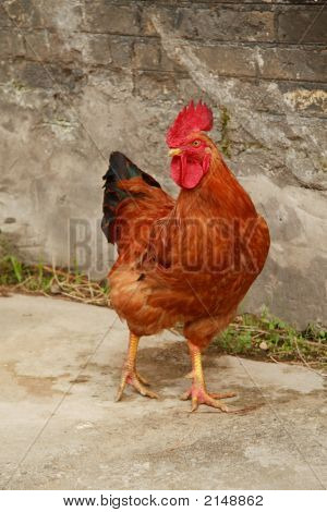 Rooster