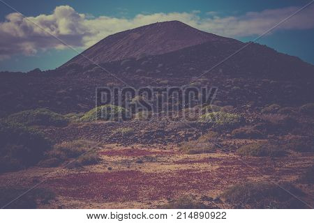 Euphorbia balsamifera plant landscape. Arid territory of Lobos island, Canary, Spain. Rocky Hills with Instagram Effect. Vitage panoramic view.