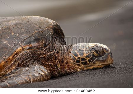Sea turtle profil