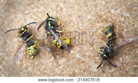 Dead wasps The concept of a tired worker