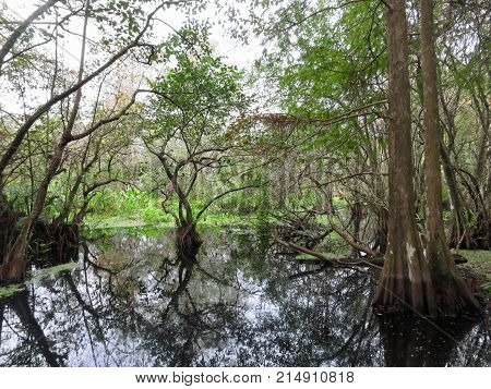 Natural Landscape Corkscrew Swamp Sanctuary Audubon Naples Florida