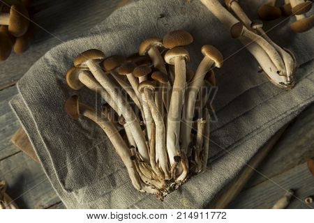 Raw Brown Pioppini Mushrooms