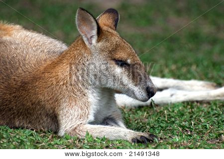 Sleeping kangaroo