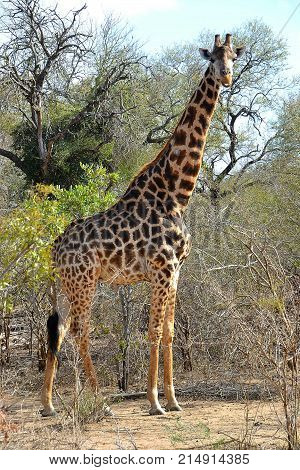 Giraffe ride in the Kruger Park in South África.