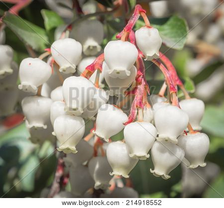 In front of an apple cain flower. Particular of a cane apple flower strawberry tree