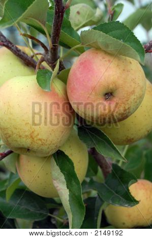 リンゴ、ゴールデンデリシャス