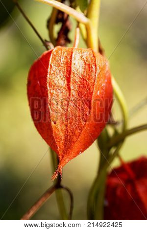 Physalis Alkekengi - Orange Lanterns Of Physalis Alkekengi Among Green Leaves. Selective Focus