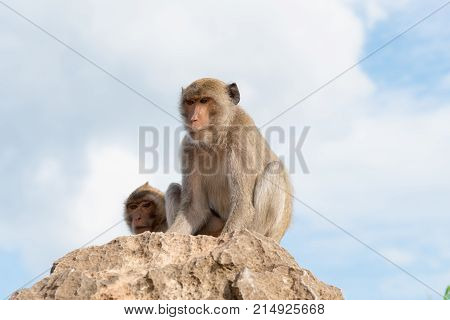 Long-tailed Macaque, Crab-eating Macaque