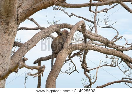 Long-tailed Macaque, Crab-eating Macaque