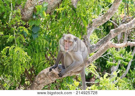 Long-tailed macaque or Crab-eating macaque, Macaca fascicularis