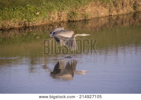 Great Blue Heron taking off for flight from a small pond with wings in an upward motion.