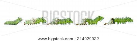 Isolated Molting Caterpillar Stage Of Atlas Butterfly ( Atlas; Attacus )  On White