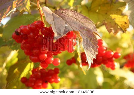 Hrozen bobulí Kalina Rose Red