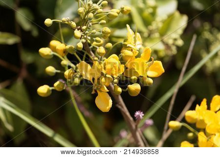Flowers Of A Caesalpinia Siamea
