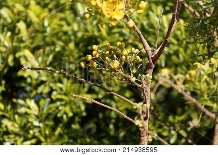 Flowers Of A Caesalpinia Siamea