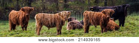 Hairy Highland Bull / Bulls loungers on the green grass