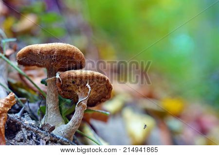 armillaria mellea mushroom cluster in the forest