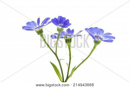 blue cineraria flowers isolated on white background