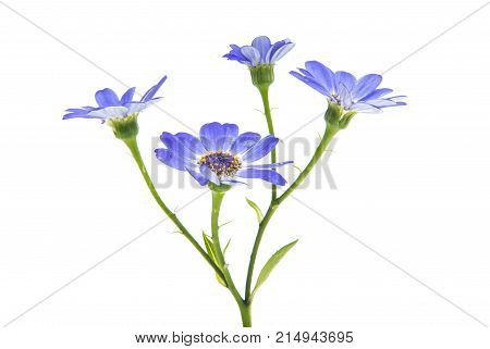 blue cineraria flowers isolated on white background