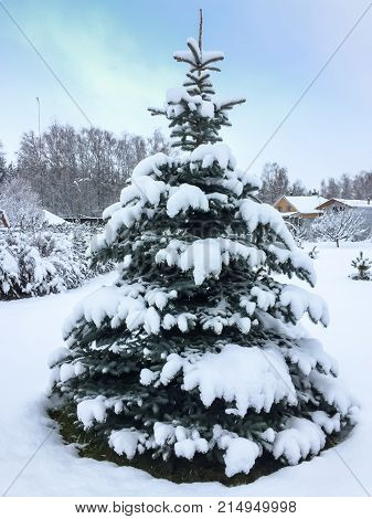 Beautiful Blue Symmetrical Spruce Covered With The First Fluffy Snow In The Nature