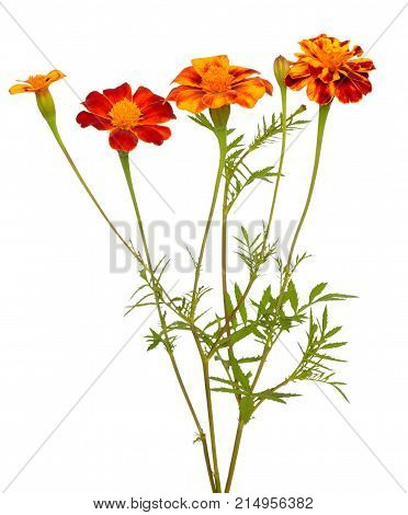 Tagetes flowers isolated on a white background