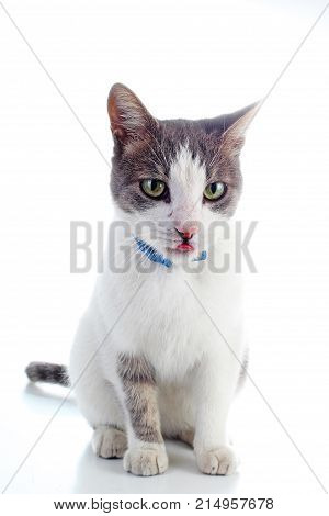 Domestic cat on isolated white background. Cat wanting food. Trained cat. Animal mammal pet. Beautiful grey white young kitten on isolated white studio photo background. Cat with beautiful eyes. Cute