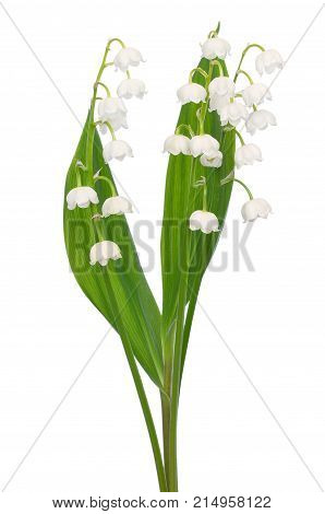 Convallaria majalis flowers isolated on white background