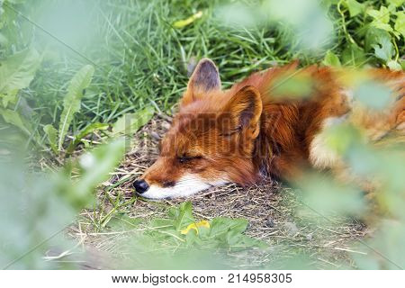 Sleeping Red Fox ,vulpes Vulpes , In Hokkaido, Japan