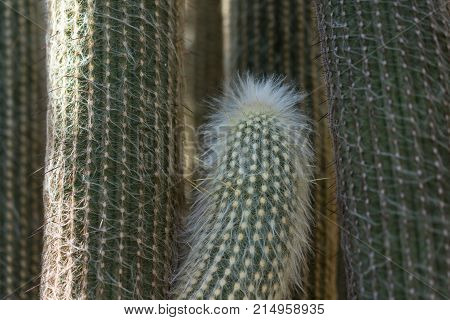 espostoa lanata cactus close up with white needle macro view