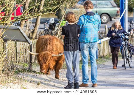 The Hague the Netherlands - March 12 2017: people near a highland cow