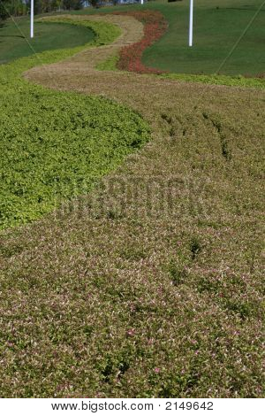 Green Grass Land