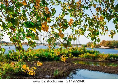 Autumn Leaves Hdr