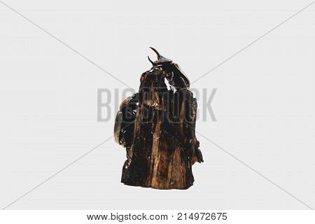 Small Hercules beetle Dynastes hercules on log isolated white,  The insects were staffed on logs