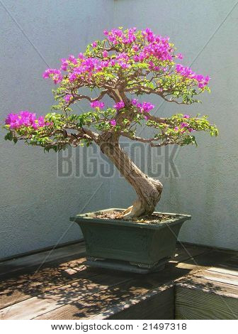 Bonzai