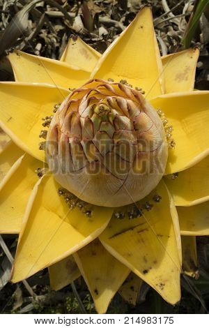 Yellow Chinese dwarf banana flower